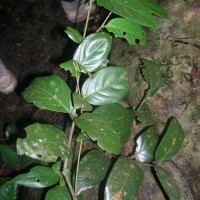 Diospyros oppositifolia Thwaites